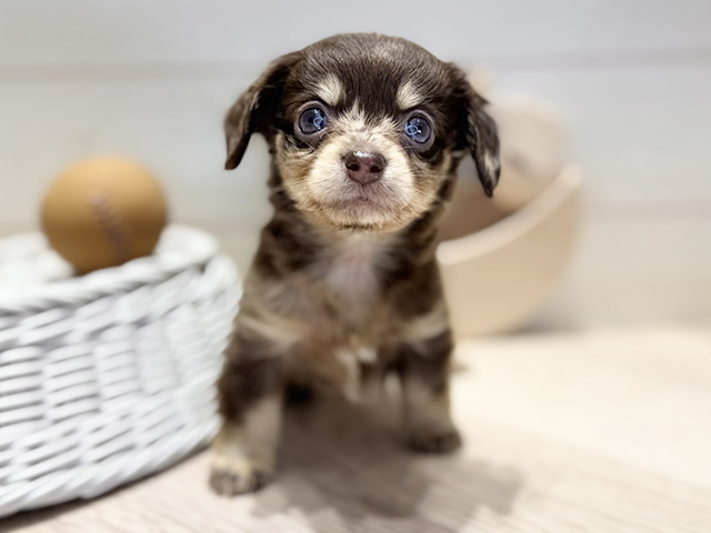 群馬県のチワックス(チワワ×ダックス) (ペッツファースト高崎店/2026年1月26日生まれ/女の子/チョコレートダップル)の子犬