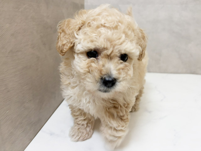 愛知県のボロニーズミックス (ペッツファースト一宮店/2026年1月25日生まれ/女の子/アプリコット)の子犬