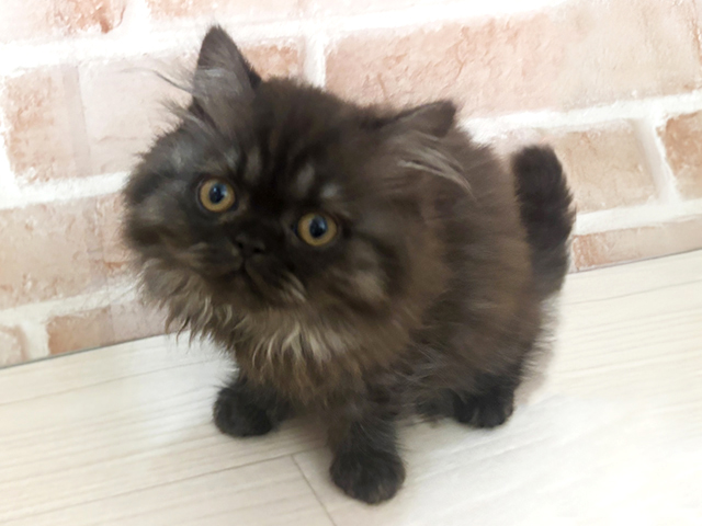 ブリティッシュ(ロングヘア), 性別 女の子, 誕生日 2026/01/06, 毛色 チョコスモーク, 出身 栃木県, 店舗 春日部店(埼玉県), お問い合わせ番号 600936079