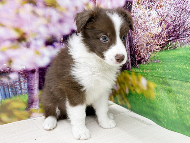 ボーダーコリー, 性別 男の子, 誕生日 2026/01/27, 毛色 チョコホワイト, 出身 愛知県, 店舗 , お問い合わせ番号 100960039