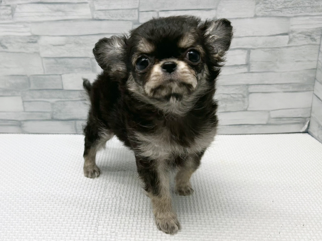 神奈川県のチワワ(ロング) (ペッツファースト横浜瀬谷店/2026年1月25日生まれ/女の子/ブラッククリーム)の子犬の1枚目の画像