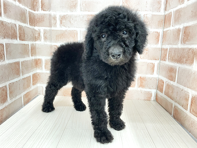 東京都のスタンダードプードル (ペッツファースト八王子多摩美大前店/2026年1月26日生まれ/男の子/グレー)の子犬の1枚目の画像