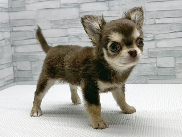 神奈川県のチワワ(ロング) (ペッツファースト横浜瀬谷店/2026年1月17日生まれ/男の子/チョコレートタン)の子犬の1枚目の画像