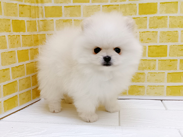 新潟県のポメラニアン (ペッツファースト長岡店/2026年1月28日生まれ/男の子/クリーム)の子犬の1枚目の画像
