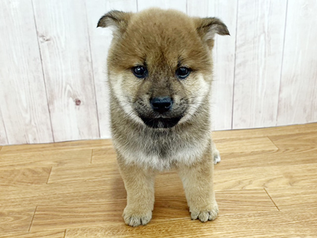 埼玉県の柴犬(標準サイズ) (ペッツファースト埼玉大井店/2026年1月27日生まれ/男の子/赤)の子犬の1枚目の画像