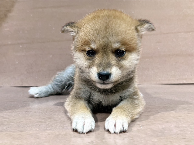 埼玉県の柴犬(標準サイズ) (ペッツファースト与野店/2026年1月28日生まれ/男の子/赤)の子犬の1枚目の画像