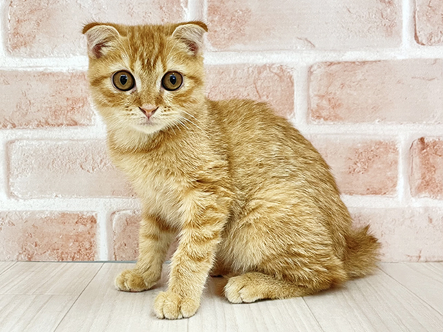 東京都のスコティッシュフォールド (ペッツファースト八王子多摩美大前店/2026年1月23日生まれ/男の子/レッドタビー)の子猫の1枚目の画像