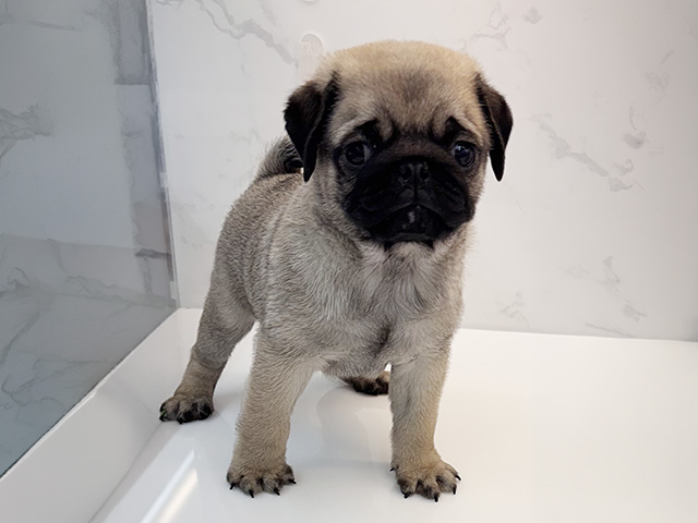 石川県のパグ (ペッツファースト御経塚店/2026年1月29日生まれ/男の子/フォーン)の子犬の1枚目の画像