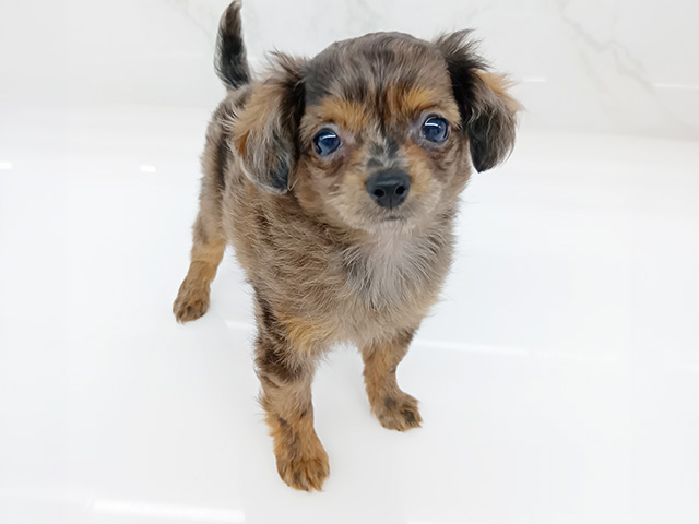 石川県のチワプー/プーチー(チワワ×プードル) (ペッツファースト御経塚店/2026年1月27日生まれ/女の子/マール)の子犬