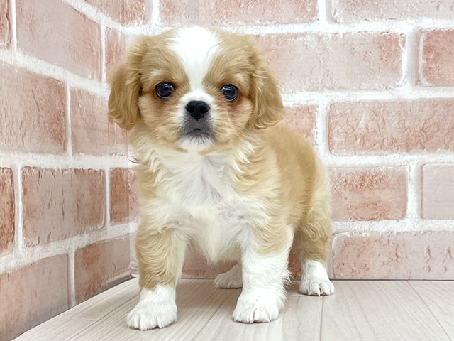 東京都のハーフ犬・ミックス犬 (ペッツファースト八王子多摩美大前店/2026年1月29日生まれ/男の子/クリームホワイト)の子犬の1枚目の画像