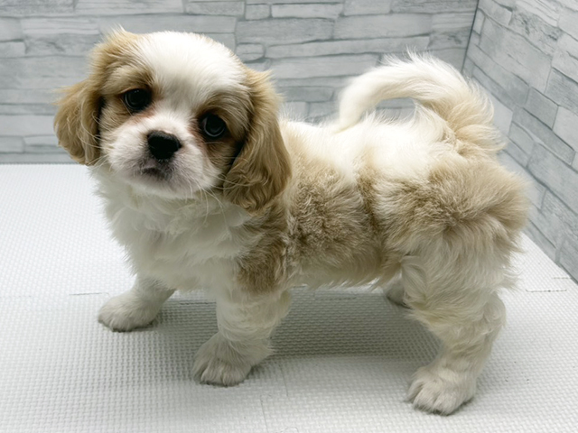 神奈川県のハーフ犬・ミックス犬 (ペッツファースト横浜瀬谷店/2026年1月29日生まれ/女の子/クリームホワイト)の子犬の1枚目の画像