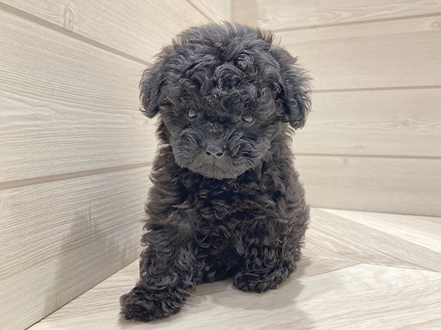 東京都のトイプードル(タイニー) (ペッツファースト豊洲店/2026年1月27日生まれ/女の子/ブラック)の子犬の1枚目の画像
