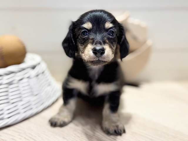 群馬県のミニチュアダックスフンド(ロング) (ペッツファースト高崎店/2026年1月26日生まれ/男の子/ブラックタン)の子犬