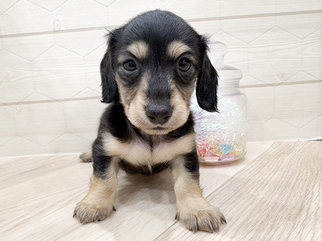 東京都のミニチュアダックスフンド(ロング) (ペッツファースト吉祥寺サンロード店/2026年1月26日生まれ/女の子/ブラックタン)の子犬の1枚目の画像