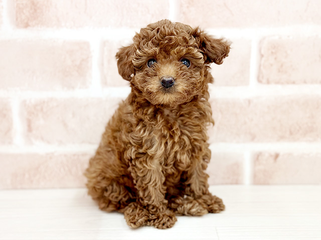 埼玉県のトイプードル(タイニー) (ペッツファーストさいたま新都心店/2026年1月27日生まれ/女の子/レッド)の子犬