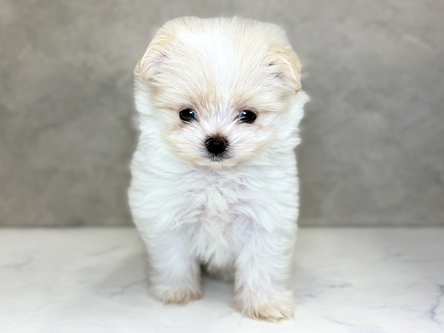 マルチーズミックス