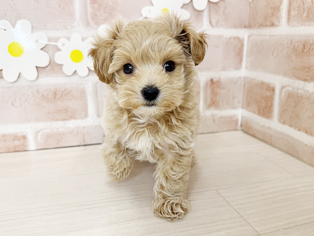 鹿児島県のマルプー(マルチーズ×プードル) (ペッツファースト鹿児島店/2026年1月27日生まれ/男の子/アプリコット)の子犬の1枚目の画像