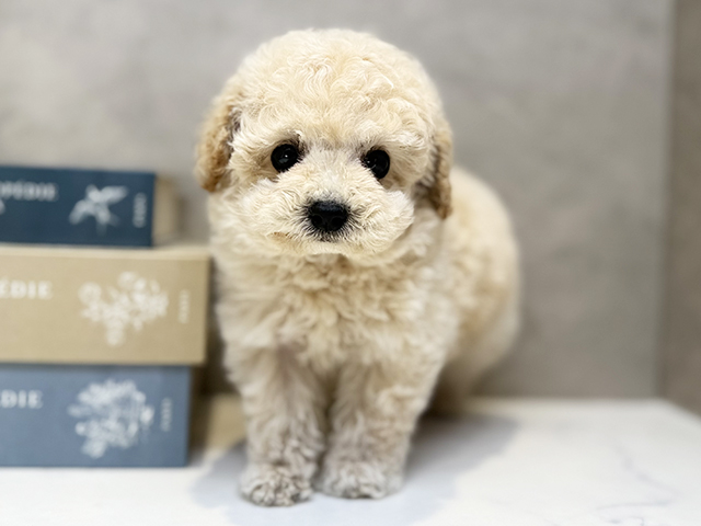 埼玉県のトイプードル(ティーカップ) (ペッツファースト川口店/2026年1月26日生まれ/男の子/クリーム)の子犬の1枚目の画像