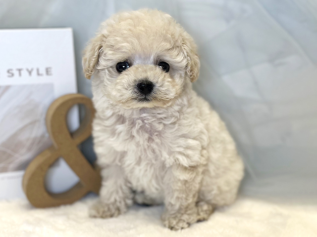 東京都のトイプードル(ティーカップ) (ペッツファースト青山店/2026年1月26日生まれ/女の子/クリーム)の子犬の1枚目の画像