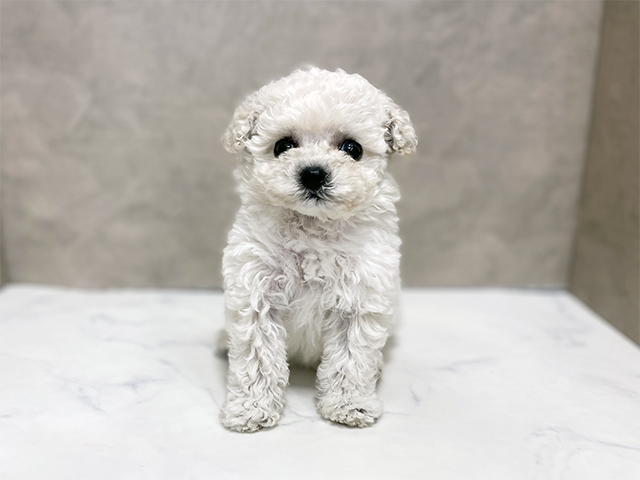 東京都のトイプードル(ティーカップ) (ペッツファースト池袋店/2026年1月26日生まれ/女の子/クリーム)の子犬