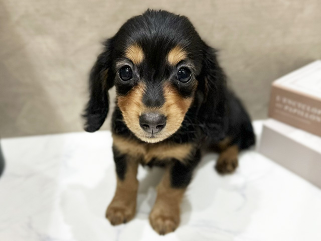 大阪府のミニチュアダックスフンド(ロング) (ペッツファースト難波店/2026年1月20日生まれ/女の子/ブラックタン)の子犬