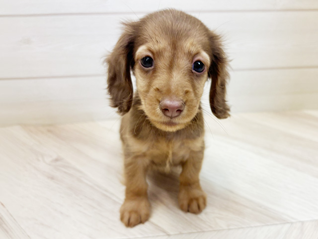 ミニチュアダックスフンド