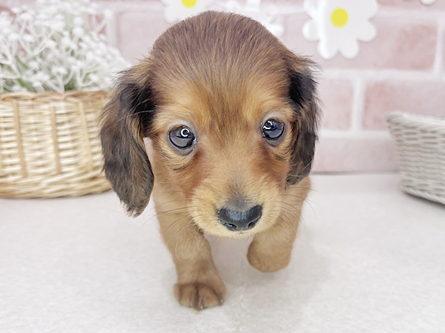 東京都のカニンヘンダックスフンド(ロング) (ペッツファーストお台場店/2026年1月26日生まれ/男の子/レッド)の子犬