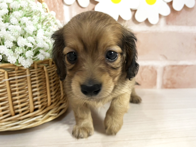 静岡県のカニンヘンダックスフンド(ロング) (ペッツファースト富士南店/2026年1月26日生まれ/女の子/シェーデットイエロー)の子犬の1枚目の画像