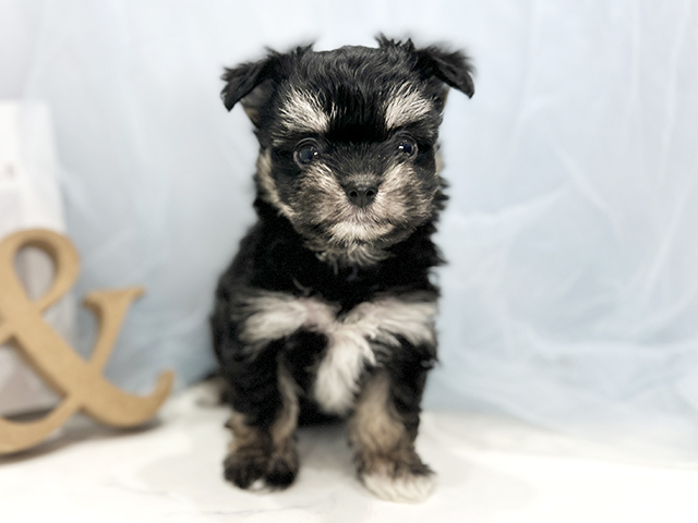 東京都のチワマル/マルチワ(チワワ×マルチーズ) (ペッツファースト青山店/2026年1月27日生まれ/女の子/ブラックタン)の子犬の1枚目の画像