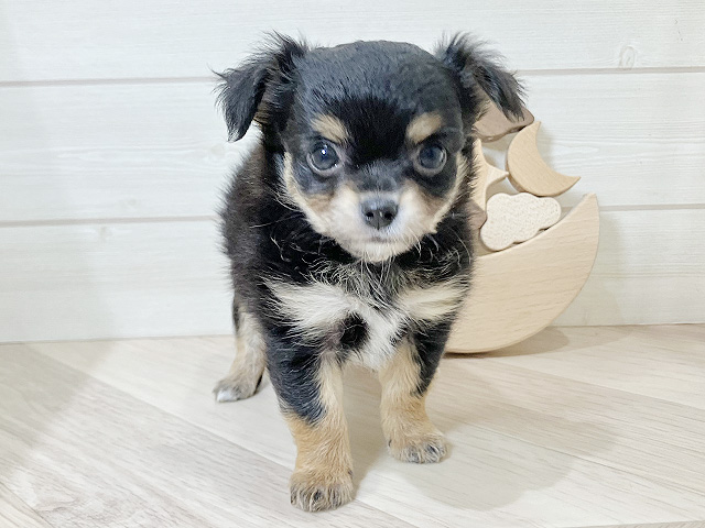 鳥取県のチワワ(ロング) (ペッツファースト日吉津店/2026年1月26日生まれ/男の子/ブラックタンホワイト)の子犬の1枚目の画像