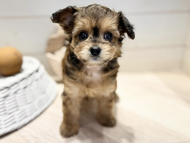 群馬県のチワプー/プーチー(チワワ×プードル) (ペッツファースト高崎店/2026年1月26日生まれ/女の子/レッド)の子犬