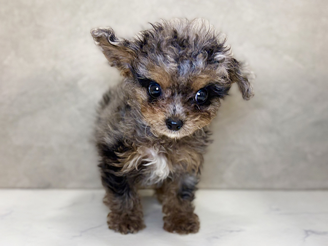 埼玉県のチワプー/プーチー(チワワ×プードル) (ペッツファーストPETEMOレイクタウンmori店/2026年1月27日生まれ/女の子/ブルーマール)の子犬の1枚目の画像