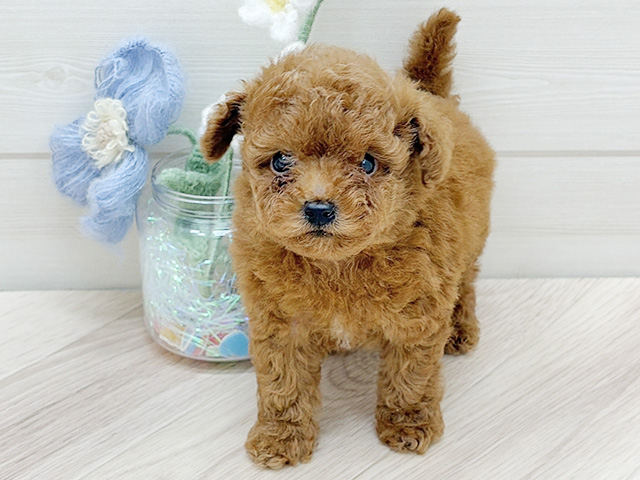 大阪府のトイプードル(トイ) (ペッツファーストららぽーと門真店/2026年1月26日生まれ/女の子/レッド)の子犬の1枚目の画像