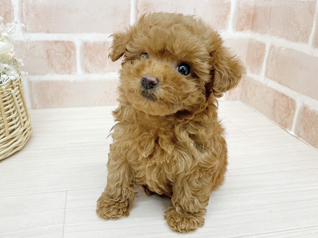 トイプードル