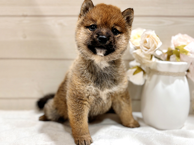 東京都の豆柴 (ペッツファースト吉祥寺本店/2026年1月27日生まれ/男の子/赤)の子犬の1枚目の画像