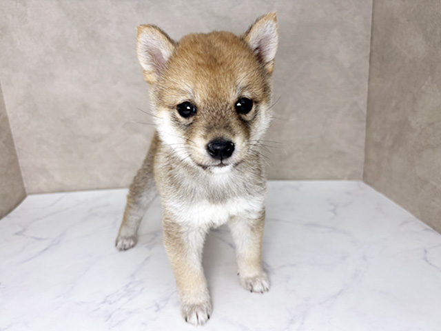 大阪府の豆柴 (ペッツファースト東大阪店/2026年1月27日生まれ/男の子/赤)の子犬の1枚目の画像