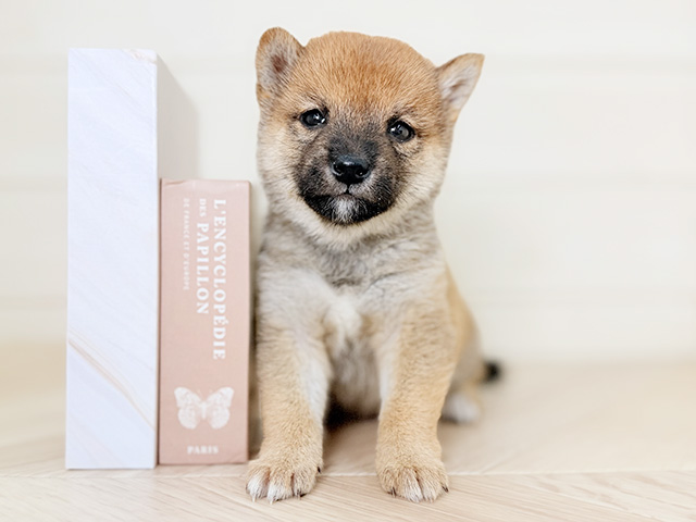 大阪府の豆柴 (ペッツファースト寝屋川店/2026年1月27日生まれ/女の子/赤)の子犬の1枚目の画像