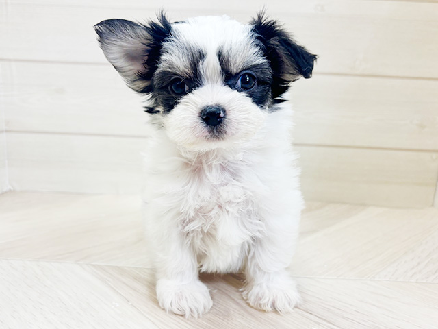 神奈川県のチワマル/マルチワ(チワワ×マルチーズ) (ペッツファースト大和鶴間店/2026年1月27日生まれ/男の子/ホワイトブラックタン)の子犬