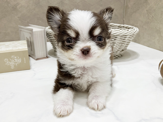 東京都のチワワ(ロング) (ペッツファースト晴海店/2026年1月27日生まれ/男の子/チョコレートタンホワイト)の子犬
