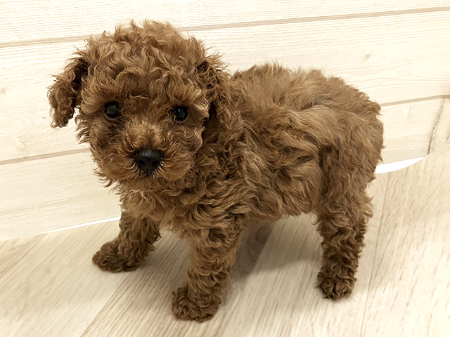 トイプードル