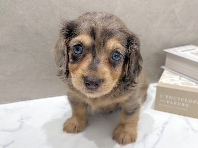 東京都のカニンヘンダックスフンド(ロング) (ペッツファースト代官山店/2026年1月27日生まれ/男の子/チョコレートダップル)の子犬の1枚目の画像