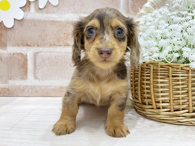 福岡県のカニンヘンダックスフンド(ロング) (ペッツファースト筑紫野店/2026年1月27日生まれ/女の子/チョコレートダップル)の子犬