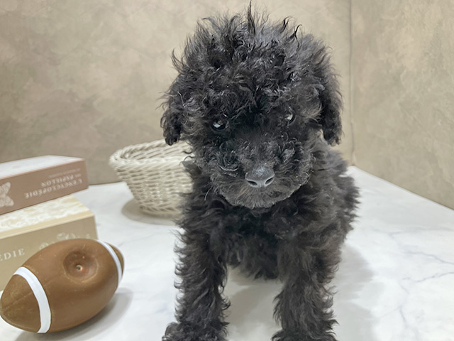 東京都のトイプードル(トイ) (ペッツファースト晴海店/2026年1月27日生まれ/男の子/ブラック)の子犬