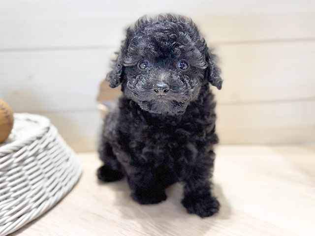 群馬県のトイプードル(トイ) (ペッツファースト高崎店/2026年1月27日生まれ/男の子/ブラック)の子犬