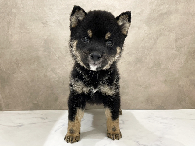 京都府の豆柴 (ペッツファースト京都四条河原町店/2026年1月25日生まれ/男の子/黒)の子犬の1枚目の画像