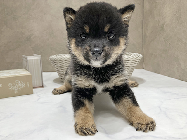 東京都の豆柴 (ペッツファースト晴海店/2026年1月25日生まれ/女の子/黒)の子犬