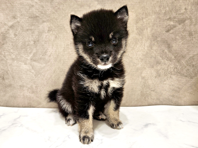 千葉県の豆柴 (ペッツファーストららぽーとTOKYO-BAY店/2026年1月24日生まれ/女の子/黒)の子犬の1枚目の画像