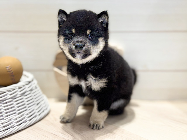 群馬県の豆柴 (ペッツファースト高崎店/2026年1月24日生まれ/男の子/黒)の子犬