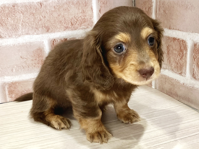 千葉県のカニンヘンダックスフンド(ロング) (ペッツファースト流山おおたかの森店/2026年1月27日生まれ/男の子/チョコレートタン)の子犬
