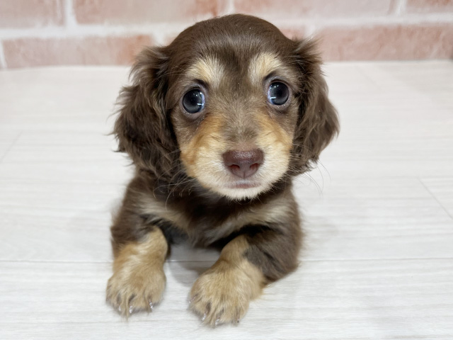 東京都のカニンヘンダックスフンド(ロング) (ペッツファースト荻窪店/2026年1月27日生まれ/女の子/チョコレートタン)の子犬の1枚目の画像